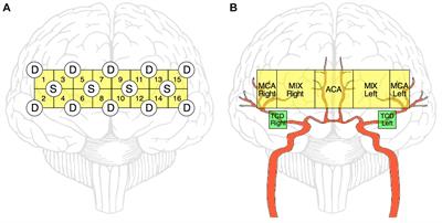 Two-Tiered Response of Cardiorespiratory-Cerebrovascular Network to Orthostatic Challenge